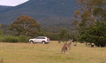 Volvo Cars begins first ever Australian tests for kangaroo safety research