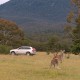 Volvo Cars begins first ever Australian tests for kangaroo safety research