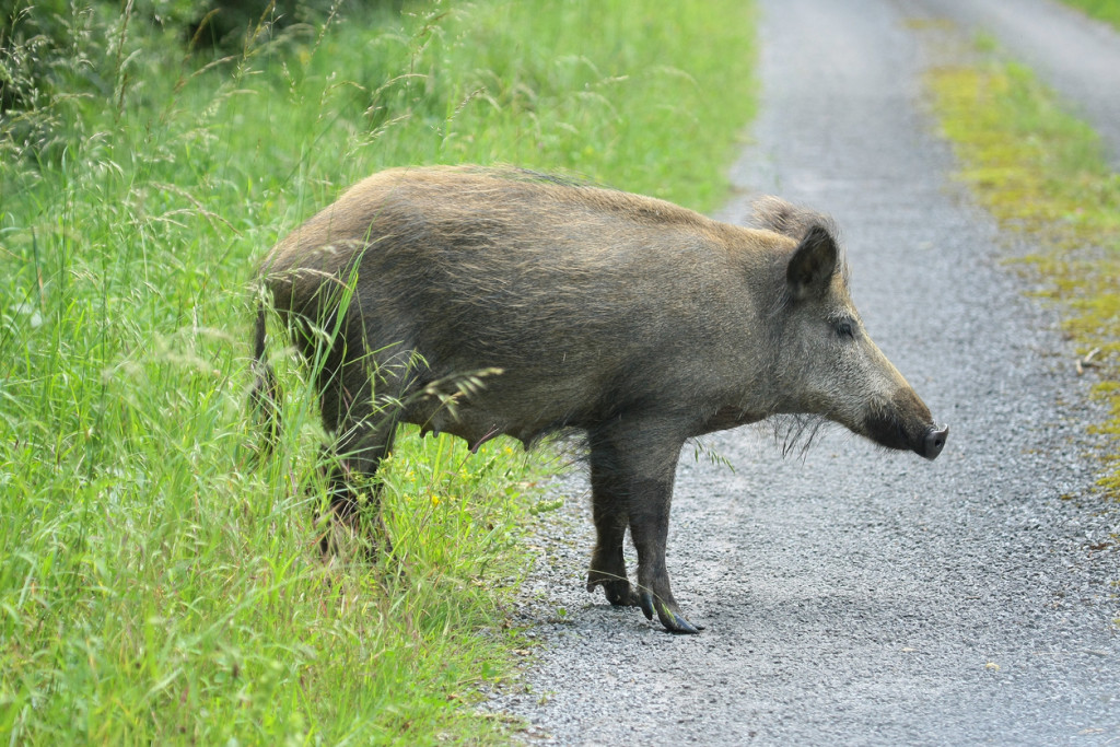 Sanglier (His scrofa)