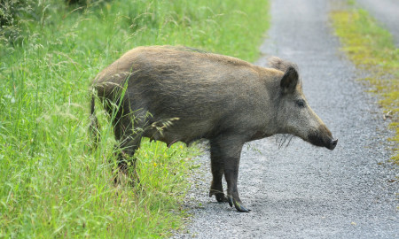 Sanglier (His scrofa)